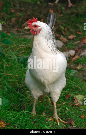 Pollo VISTA ANTERIORE CLOSE UP Foto Stock