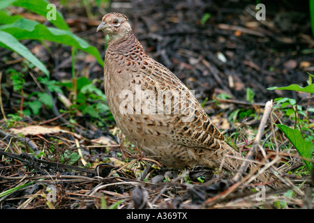 PHEASANT Phasianus colchicus HEN nel sottobosco VISTA LATERALE Foto Stock