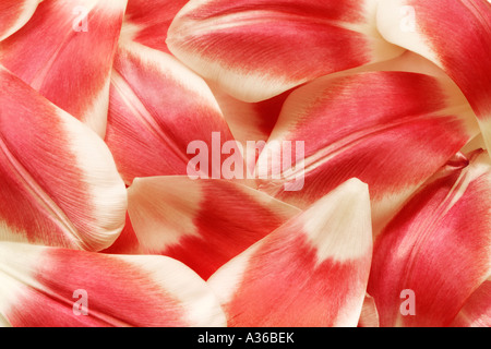 Petali di tulipano Foto Stock