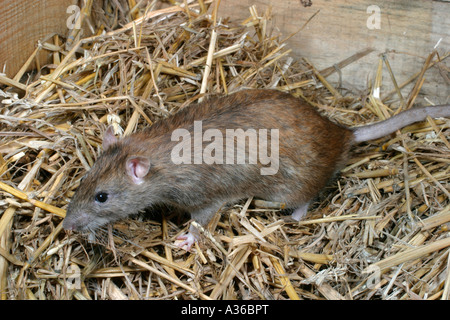 Brown Rat Rattus norvegicus muovendosi attraverso la paglia sv cu Foto Stock