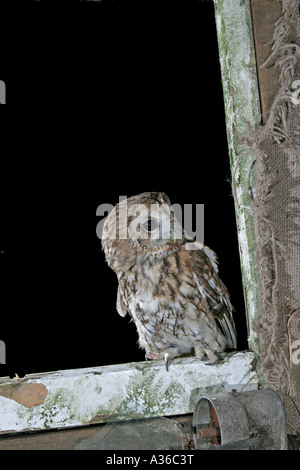 Allocco Strix aluco in piedi nella finestra del granaio fv Foto Stock