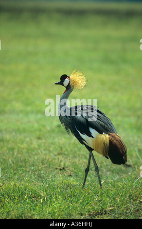 Crowned Crane Balearica pavonina camminando nel cratere di Ngorongoro in Tanzania Africa orientale Foto Stock