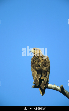 Bruno Eagle Aquila rapax arroccato su un ramo contro un profondo cielo blu in Tanzania africa orientale Foto Stock