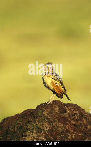 Red Winged Lark Mirafra hypermetra nella canzone completa di cantare mentre appollaiato su un tumulo termite nel cratere di Ngorongoro in Tanzania e Foto Stock