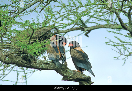 Aquila Bateleur Terathopius ecaudatus appollaiato su un ramo vicino il loro nido in Tanzania Africa orientale Foto Stock