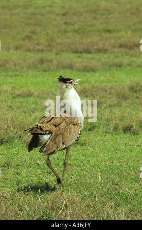 Kori Bustard Ardeotis kori camminando sul Serengeti e la visualizzazione di una femmina nel Serengeti Tanzania Africa orientale Foto Stock