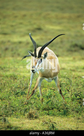 Borse di studio Gazelle Gazella granti con le sue gambe anteriori teso e aprire l'alimentazione sull'erba nel Serengeti Tanzania Africa orientale Foto Stock