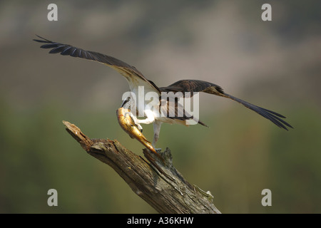 Falco pescatore Pandion haliaetus atterraggio su una diramazione con una trota fario nei suoi artigli e le sue ali diffusa in Scozia UK Europa Foto Stock