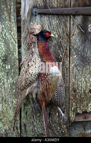 Un rinforzo di fagiani appeso a un cancello. Foto Stock