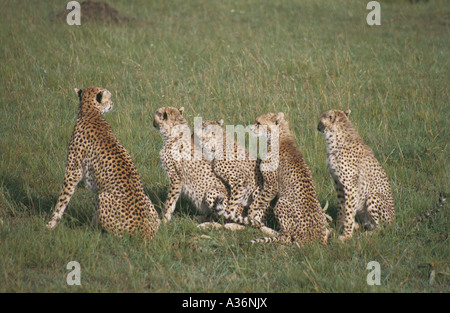 Ghepardo e quattro semi cresciuti cubs seduta nella Riserva Nazionale di Masai Mara Kenya Africa orientale Foto Stock