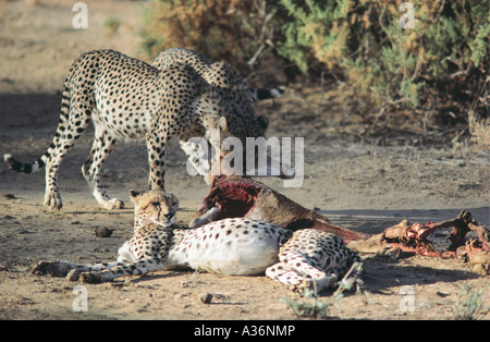 Tre fratelli ghepardo alimentazione su una femmina adulta Impala nel Samburu National Reserve Kenya Africa orientale Foto Stock