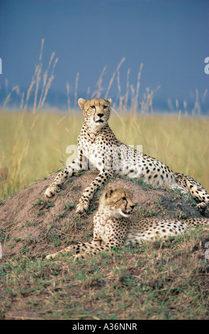 Due ghepardi in appoggio su un tumulo termite nella Riserva Nazionale di Masai Mara Kenya Africa orientale Foto Stock