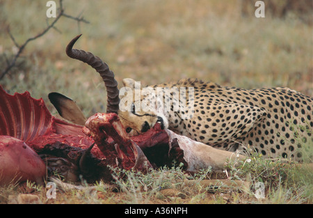 Cheetah alimentare sulla carcassa di un maschio di Impala nel Samburu National Reserve Kenya Africa orientale Foto Stock