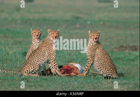 Tre quasi completamente cresciute fratelli ghepardo alimentazione su Impala ucciso dalla madre nella Riserva Nazionale di Masai Mara Kenya Africa orientale Foto Stock