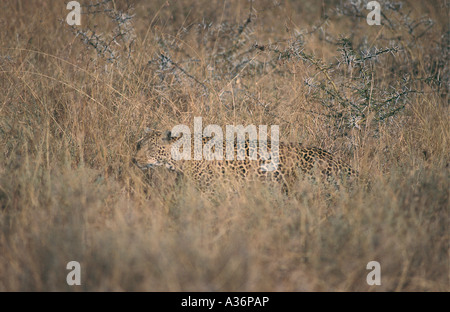 Leopard stalking e slinking attraverso erba lunga a Parco Nazionale del Serengeti Tanzania Foto Stock