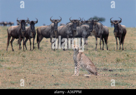 I giovani adulti Cheetah seduto vicino a GNU nella Riserva Nazionale di Masai Mara Kenya Africa orientale Foto Stock