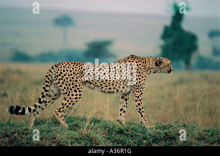 Cheetah iniziando a levetta in preda alla Riserva Nazionale di Masai Mara Kenya Africa orientale Foto Stock