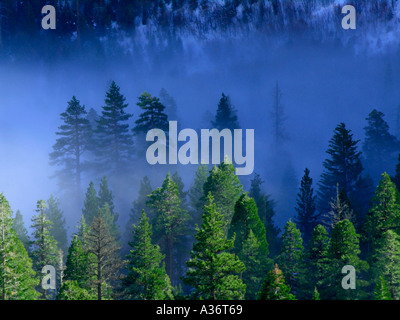 Fog Rolling Into the Trees Foto Stock