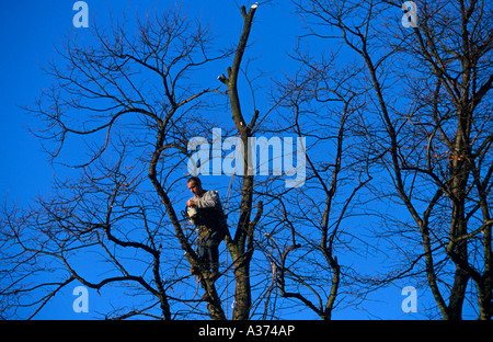 Un albero chirurgo a lavorare in Surrey UK Foto Stock