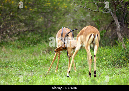 Due maschio impala (Apyceros melampus) la lotta in Sud Africa il Parco Nazionale Kruger. Foto Stock