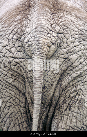 Di elefante estremità posteriore in Addo Elephant National Park in Sud Africa orientale della provincia del Capo. Foto Stock