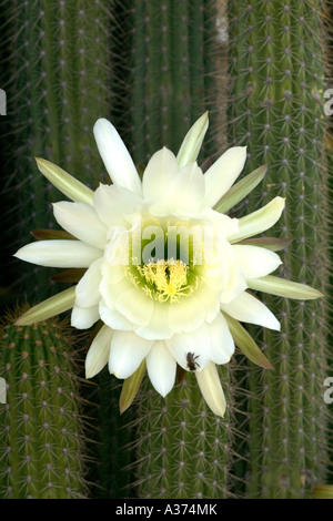 "Regina della notte' cactus e fiore nel Sud Africa Karoo regione. Foto Stock