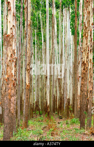 Piantagione di eucalipto in Sudafrica. Foto Stock