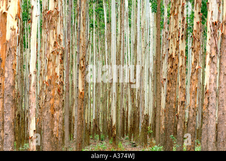 Piantagione di eucalipto in Sudafrica. Foto Stock