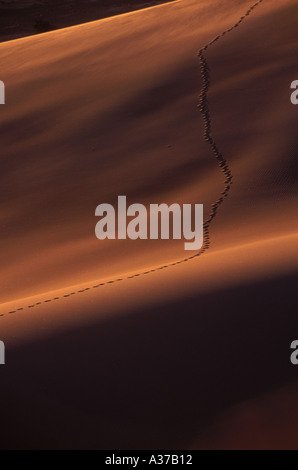 Deserto scenic con impronte attraverso le dune di sabbia al tramonto in Nevada Foto Stock
