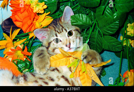 Gatto sdraiato in mezzo a fiori Foto Stock
