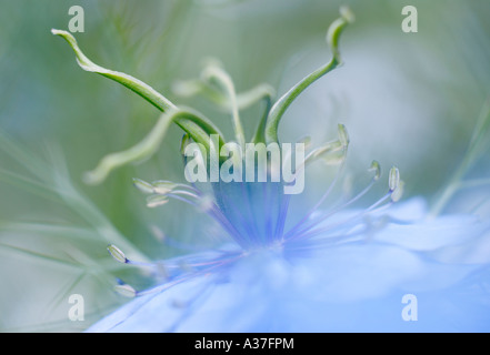 Nigella damascena (l'amore-nel-nebbia) Testa di fiori da vicino Foto Stock