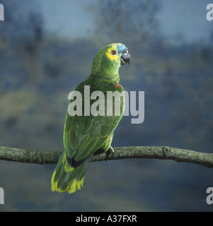 Blue fronteggiata Amazon Parrot Amazon aestiva Foto Stock