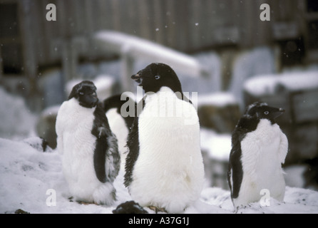 Adelie Penguin Pygoscelis adeliae gruppo da Shackleton s hut moulting Foto Stock