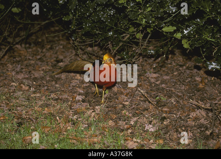 Golden Pheasant Chrysolophus pictus maschio Foto Stock