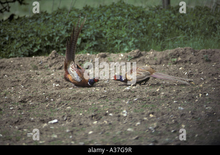 Pheasant Phasianus colchicus due maschi aggressione territoriale Foto Stock