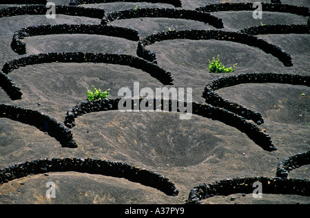 Il frangivento di pareti e separatori di umidità per giovani vite alberi che crescono sul terreno lavico o picon Lanzarote isole Canarie Spagna Foto Stock