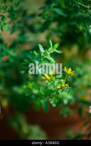 Erba di San Giovanni (nome latino di Hypericum perforatum) Foto Stock