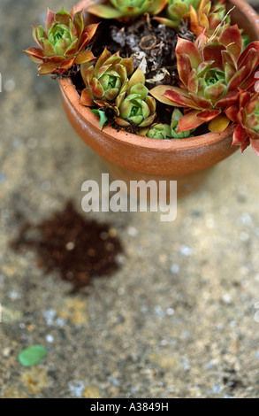 Leafcutter (solitario) edificio Bee nest Foto Stock