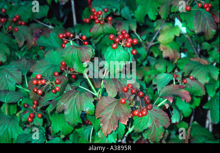 Viburnum Opulus Compactum Caprifoliaceae, o il compatto mirtillo europeo bush, Royal Victoria Park, Vasca Spa, Somerset, Regno Unito Foto Stock