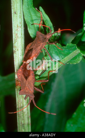 Dock bug in foglia, Coreus marginatus. Coppia coniugata Foto Stock