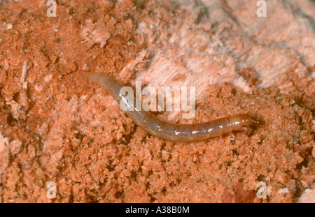 Mealworm Beetle, Tenebrio molitor. Larva su legno Foto Stock