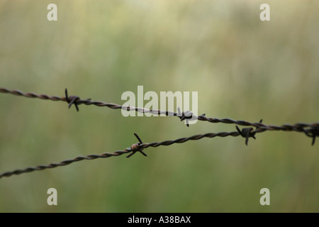 Close up di attraversata, arrugginiti, Filo spinato con a sfocare lo sfondo di colore verde. Foto Stock