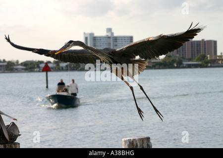 Airone blu catturato in volo con ali diffondere pienamente Foto Stock