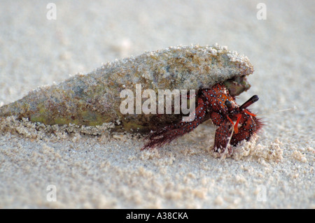 Il granchio eremita a piedi a terra, vista laterale, Maldive Foto Stock