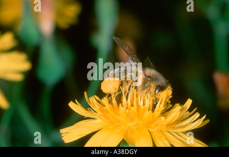 Il miele delle api, Apis mellifera. La raccolta di nettare di fiori su Foto Stock
