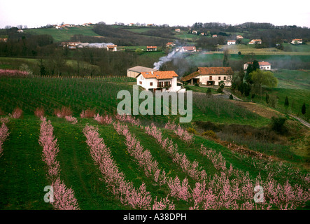Agricoltura piante coltivate agricole pesche noci orchard nel Paese basco francese villaggio di Elizaberry Francia Europa Foto Stock