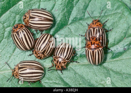 Colorado Coleotteri, Leptinotarsa decemlineata. Gruppo su potato leaf Foto Stock