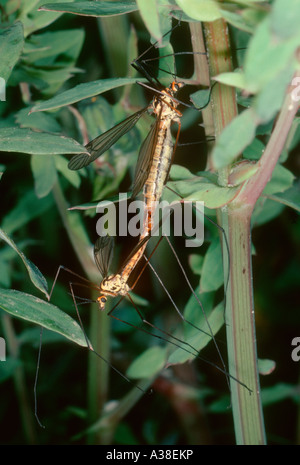 Gru da mosche, Nephrotoma crocata. Coppia coniugata Foto Stock