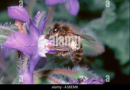 Il miele delle api, Apis mellifera. La raccolta di nettare di fiori su Foto Stock