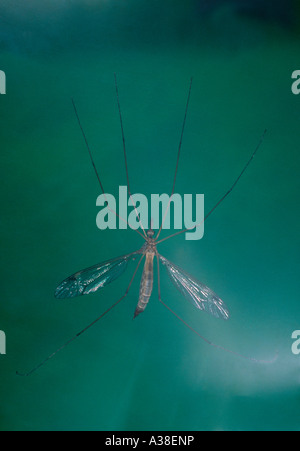 Gru-fly, Tipula sp. Vista parte inferiore Foto Stock